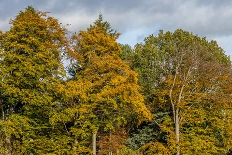 Autumn trees Stock Photos