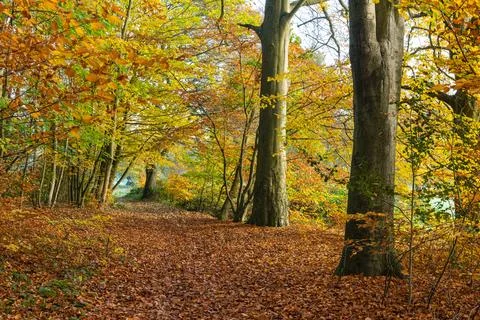 Autumn Trees Stock-Fotos