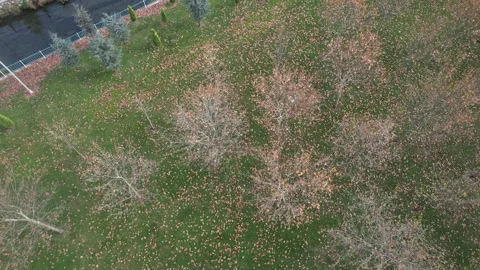 Autumn trees in public park Stock Footage 227004587