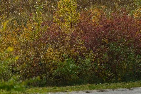Autumn trees in rainy weather. 库存照片