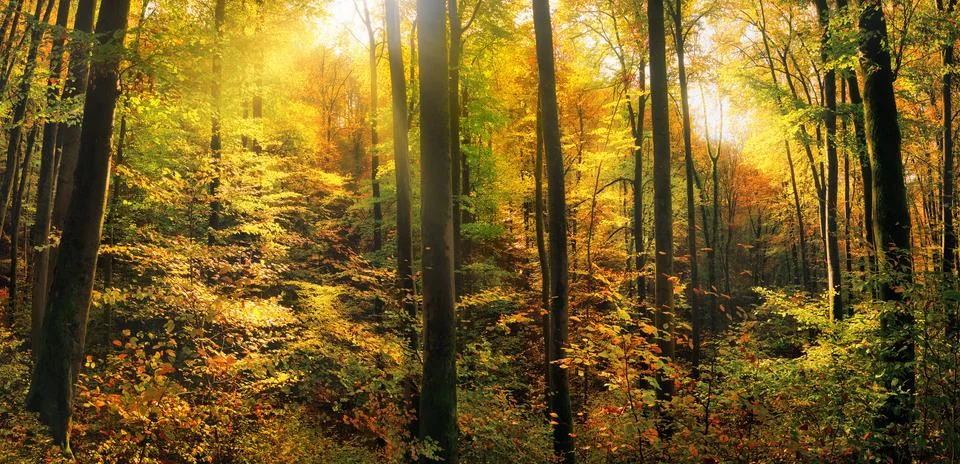 Autumn trees with rays of sunlight Stock Photos