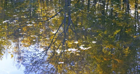Autumn trees reflection in the river Stock Footage 254674517
