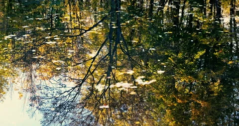 Autumn trees reflection in the river Stock Footage 254674706