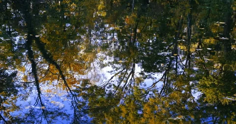 Autumn trees reflection in the river Stock Footage 254674819