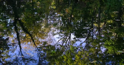 Autumn trees reflection in the river Stock Footage 254674853