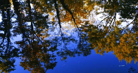Autumn trees reflection in the river Stock Footage 254678480