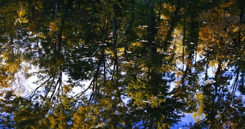 Autumn trees reflection in the river Stock-Footage 254680798