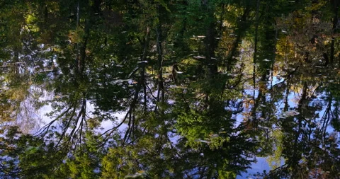 Autumn trees reflection in the river Stock Footage 254680851