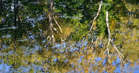 Autumn trees reflection in the river Stock Footage 254686666