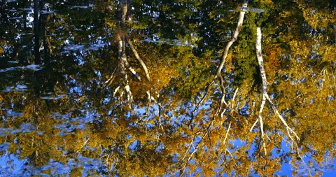 Autumn trees reflection in the river Video stock 254686894