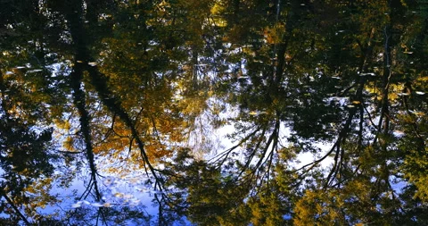 Autumn trees reflection in the river Stock Footage 254687063
