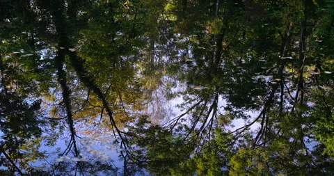 Autumn trees reflection in the river Video stock 254687849