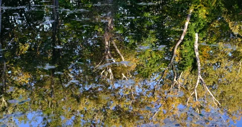 Autumn trees reflection in the river Stock Footage 254689532