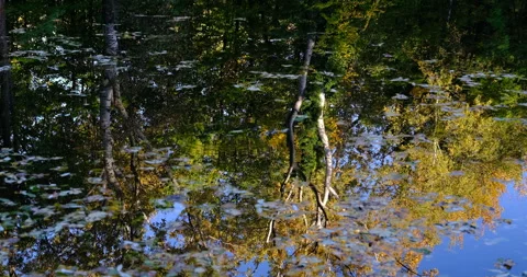 Autumn trees reflection in the river Stock Footage 254689728