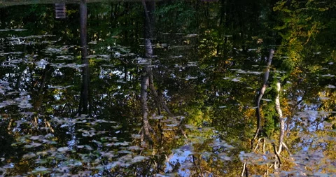 Autumn trees reflection in the river Stock Footage 254691636