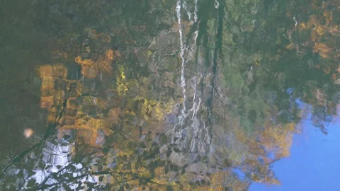 Autumn trees reflections in the river with sailing leaves Video stock 81438750