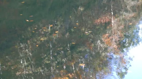 Autumn trees reflections in the water with sailing leaves Video stock 81438110
