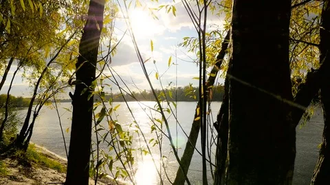 Autumn trees of river in background Stock Footage 71255832