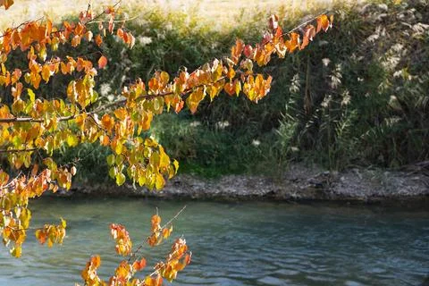 Autumn trees by the river Stock Photos