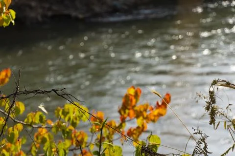 Autumn trees by the river Stock Photos