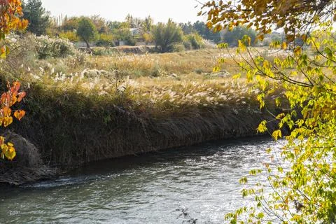 Autumn trees by the river Stock Photos