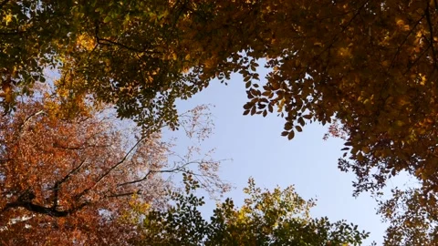 Autumn Trees Roll 스톡 동영상 163641633