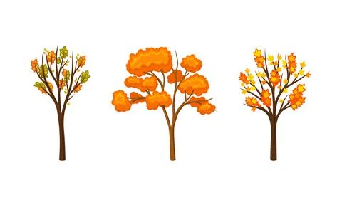 Autumn trees set. Yellow fall trees for garden, park and forest landscape design Ilustração Stock