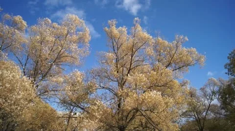 Autumn trees shaken wind Stock Footage 12519528