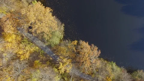 Autumn trees on the shore Stock Footage 103656138