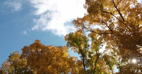Autumn Trees with Sky, Clouds &amp; Sun, static shot Stock Footage 66907127