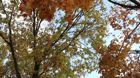 Autumn trees slidershot Stock Footage 39127045