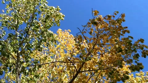 Autumn Trees Spinning Stock Footage 144614283