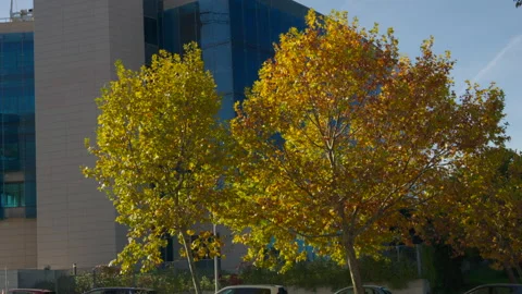 Autumn trees standing in front of the SAS Institute modern building Stock Footage 322181249