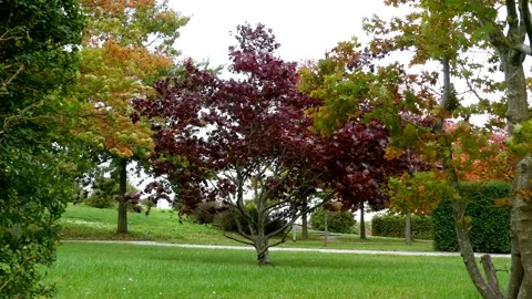 Autumn trees in strong wind, storm - beautiful park with green meadow Stock Footage 141713962