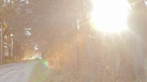Autumn Trees With Sun in Background Slow Pan Stock Footage 31899033