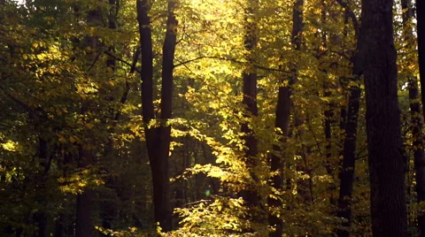 Autumn trees in sunlight. Stock Footage 42489539