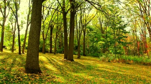 Autumn trees with sunlight time lapse No.3 Stock Footage 45424104