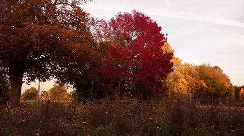 Autumn Trees at sunset Video stock 56160115