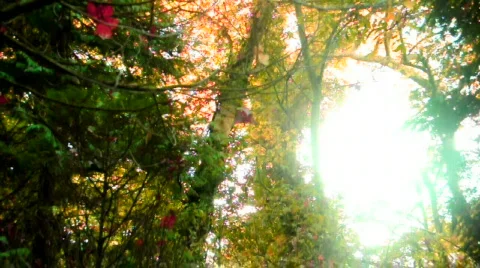 Autumn trees &amp; Sunshine Video stock 532281