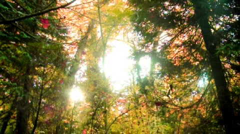 Autumn trees &amp; Sunshine Video stock 532920