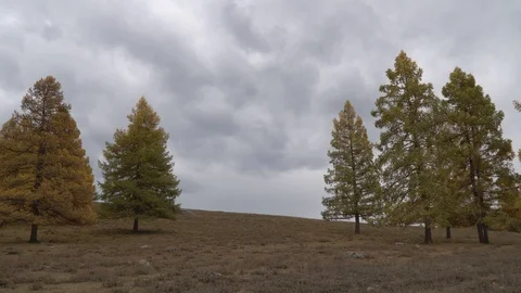 Autumn trees swaying in the open field near the Altai mountains. Stock Footage 117843190