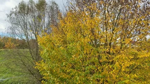 Autumn Trees Swaying In Strong Wind Stock-Footage 320831393