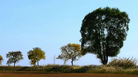 In autumn  trees swaying in the wind 스톡 동영상 259543080