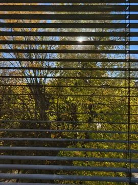 Autumn trees through window blinds Stock Photos