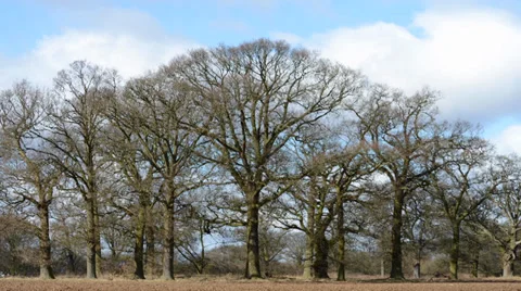 Autumn trees timelapse Stock Footage 30441297