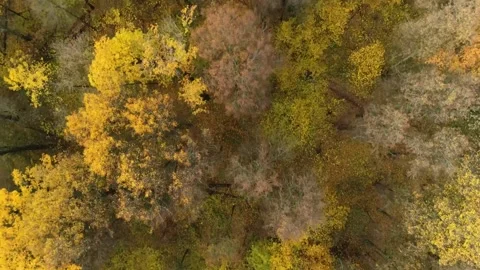 Autumn trees. Top View Stock Footage 160696344