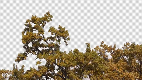 Autumn trees with transparent background Stock Footage 163676787