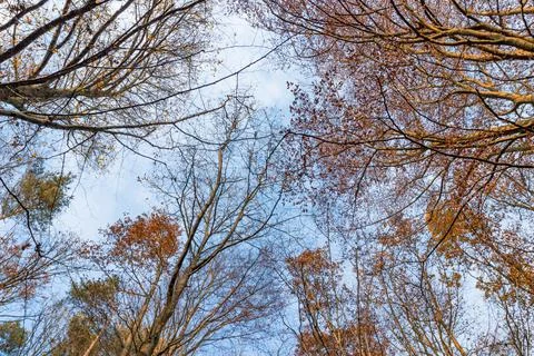 Autumn trees underside view. Stock Photos