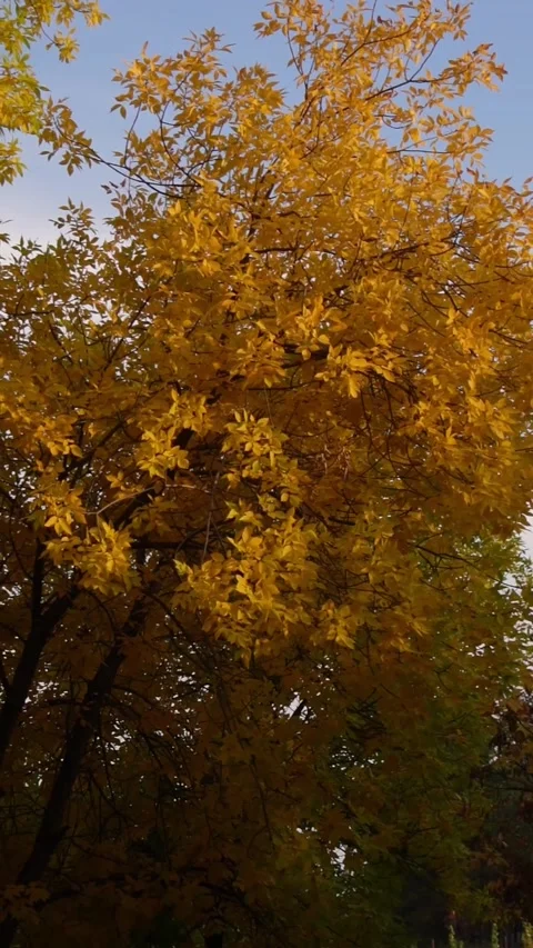 Autumn trees vertical video Stock Footage 317506864