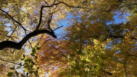 Autumn trees view from below. Video stock 129876639
